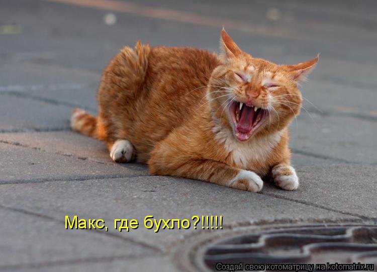 Макс, где бухло?!!!!!... Котоматрица: Макс, где бухло?!!!!!