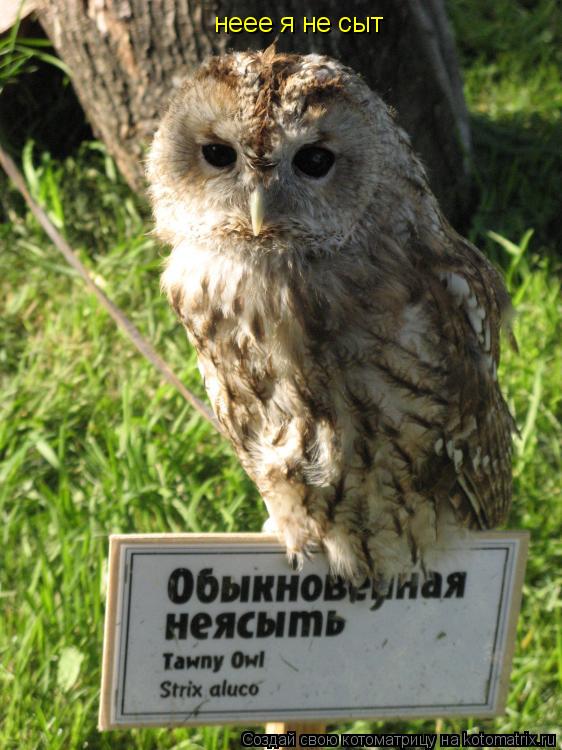 неее я не сыт... Котоматрица: неее я не сыт