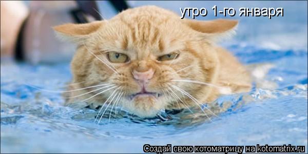 утро 1-го января... Котоматрица: утро 1-го января