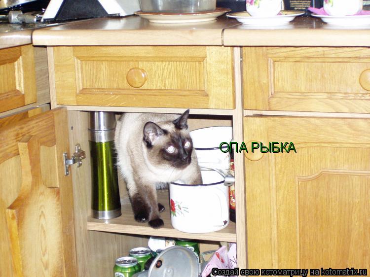 ОПА РЫБКА... Котоматрица: ОПА РЫБКА