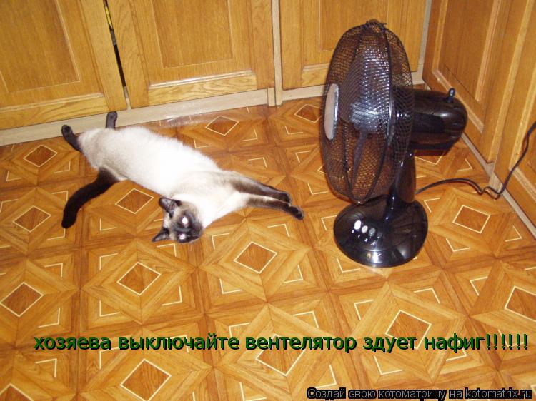 хозяева выключайте вентелятор здует нафиг!!!!!!... Котоматрица: хозяева выключайте вентелятор здует нафиг!!!!!!