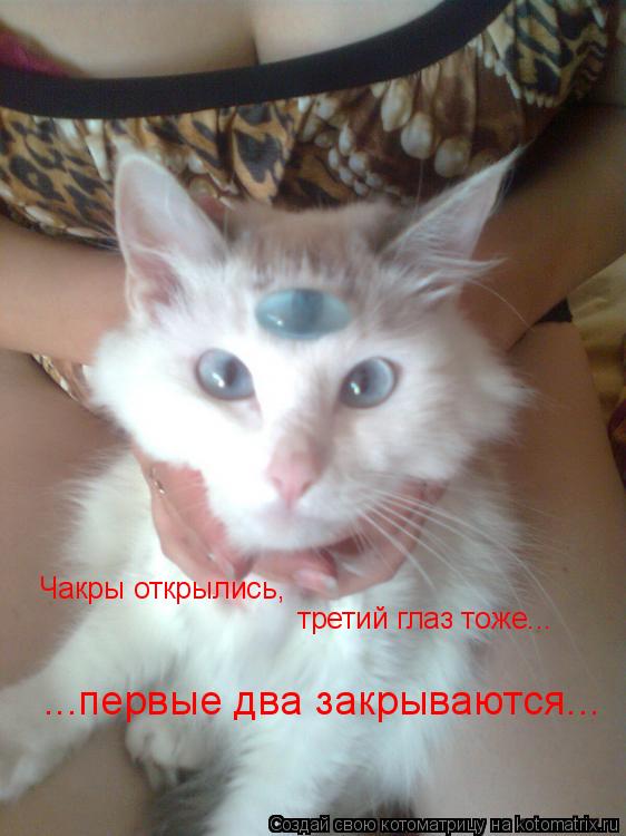 Чакры открылись, третий глаз тоже... ...первые два закрываются...... Котоматрица: Чакры открылись, третий глаз тоже... ...первые два закрываются...