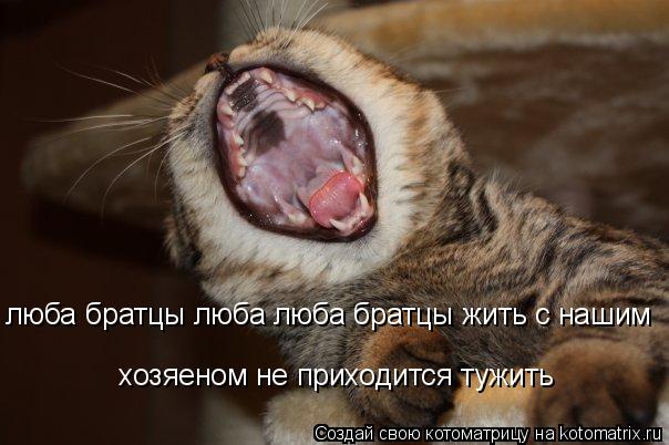 люба братцы люба люба братцы жить с нашим хозяеном не приходится тужить... Котоматрица: люба братцы люба люба братцы жить с нашим хозяеном не приходится тужить