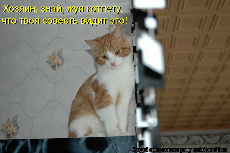 Хозяин, знай, жуя котлету, что твоя совесть видит это!... Котоматрица: Хозяин, знай, жуя котлету, что твоя совесть видит это!
