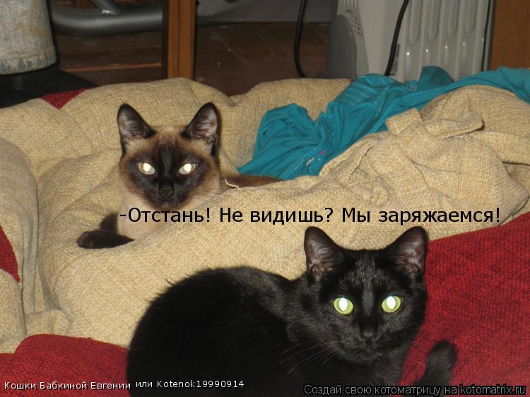 -Отстань! Не видишь? Мы заряжаемся! Кошки Бабкиной Евгении или Kotenok19990914... Котоматрица: -Отстань! Не видишь? Мы заряжаемся! Кошки Бабкиной Евгении или Kotenok19990914