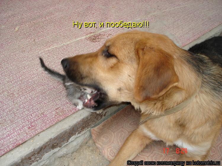 Ну вот, и пообедаю!!!... Котоматрица: Ну вот, и пообедаю!!!