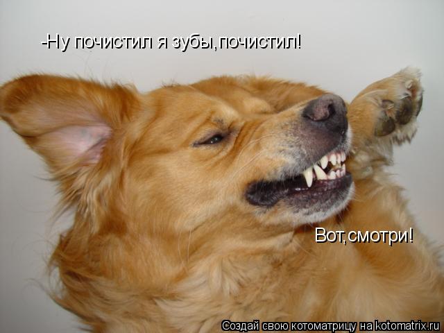 Вот,смотри! -Ну почистил я зубы,почистил!... Котоматрица: Вот,смотри! -Ну почистил я зубы,почистил!