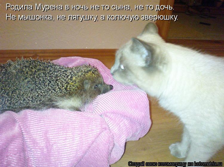 Родила Мурена в ночь не то сына, не то дочь. Не мышонка, не лягушку, а колючую зверюшку.... Котоматрица: Родила Мурена в ночь не то сына, не то дочь. Не мышонка, не лягушку, а колючую зверюшку.