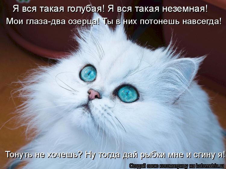 Я вся такая голубая! Я вся такая неземная! Мои глаза-два озерца! Ты в них потонешь навсегда! Тонуть н... Котоматрица: Я вся такая голубая! Я вся такая неземная! Мои глаза-два озерца! Ты в них потонешь навсегда! Тонуть не хочешь? Ну тогда дай рыбки мне и сгину я!