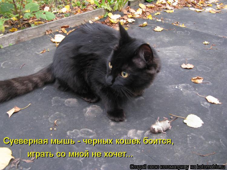 Котоматрица: Суеверная мышь - черных кошек боится,  играть со мной не хочет...