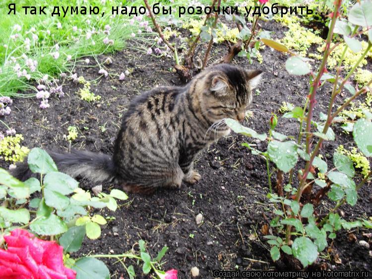 Я так думаю, надо бы розочки удобрить...... Котоматрица: Я так думаю, надо бы розочки удобрить...