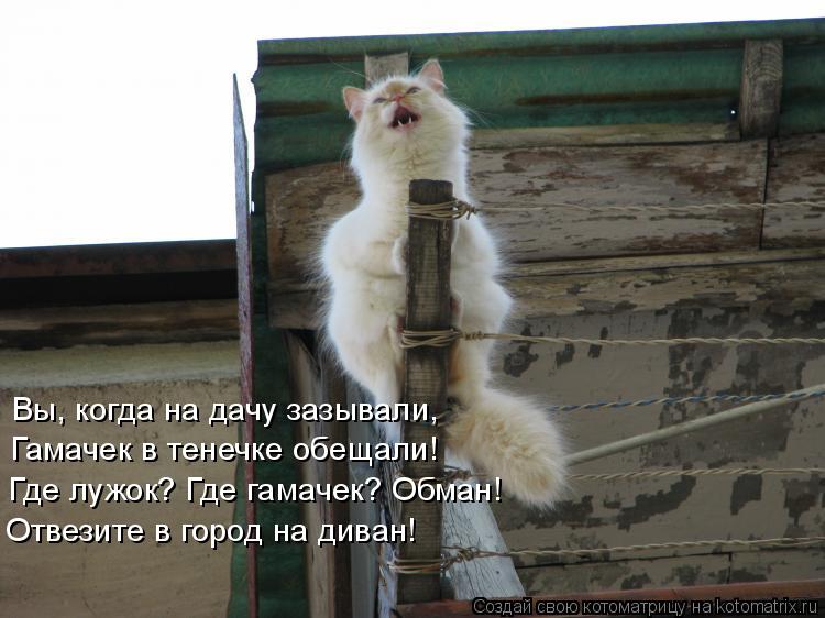 Вы, когда на дачу зазывали, Гамачек в тенечке обещали! Где лужок? Где гамачек? Обман! Отвезите в горо... Котоматрица: Вы, когда на дачу зазывали, Гамачек в тенечке обещали! Где лужок? Где гамачек? Обман! Отвезите в город на диван!