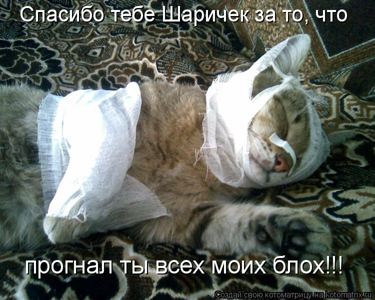 Спасибо тебе Шаричек за то, что прогнал ты всех моих блох!!!... Котоматрица: Спасибо тебе Шаричек за то, что прогнал ты всех моих блох!!!