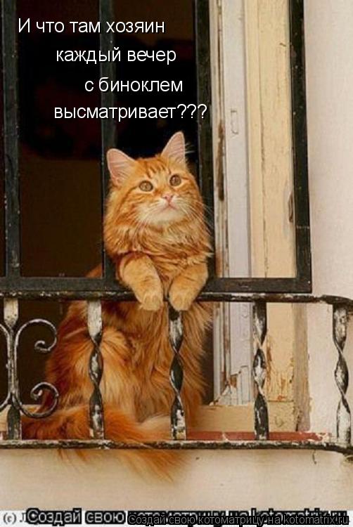 И что там хозяин каждый вечер с биноклем высматривает???... Котоматрица: И что там хозяин каждый вечер с биноклем высматривает???