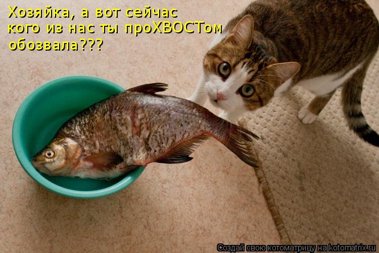 Хозяйка, а вот сейчас кого из нас ты проХВОСТом обозвала???... Котоматрица: Хозяйка, а вот сейчас кого из нас ты проХВОСТом обозвала???
