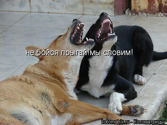 не бойся прыгай!мы словим!... Котоматрица: не бойся прыгай!мы словим!