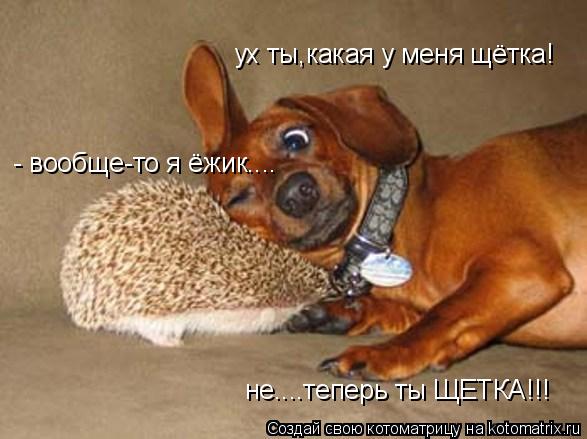 ух ты,какая у меня щётка! - вообще-то я ёжик.... не....теперь ты ЩЕТКА!!!... Котоматрица: ух ты,какая у меня щётка! - вообще-то я ёжик.... не....теперь ты ЩЕТКА!!!