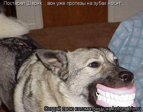 Постарел Шарик... вон уже протезы на зубах носит...... Котоматрица: Постарел Шарик... вон уже протезы на зубах носит...