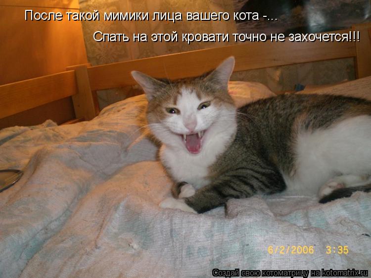 Котоматрица: После такой мимики лица вашего кота -... Спать на этой кровати точно не захочется!!!
