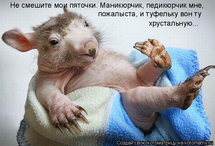 Не смешите мои пяточки. Маникюрчик, педикюрчик мне, пожалыста, и туфельку вон ту хрустальную...... Котоматрица: Не смешите мои пяточки. Маникюрчик, педикюрчик мне, пожалыста, и туфельку вон ту хрустальную...