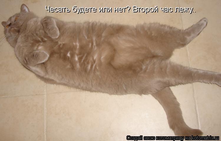 Чесать будете или нет? Второй час лежу..... Котоматрица: Чесать будете или нет? Второй час лежу..