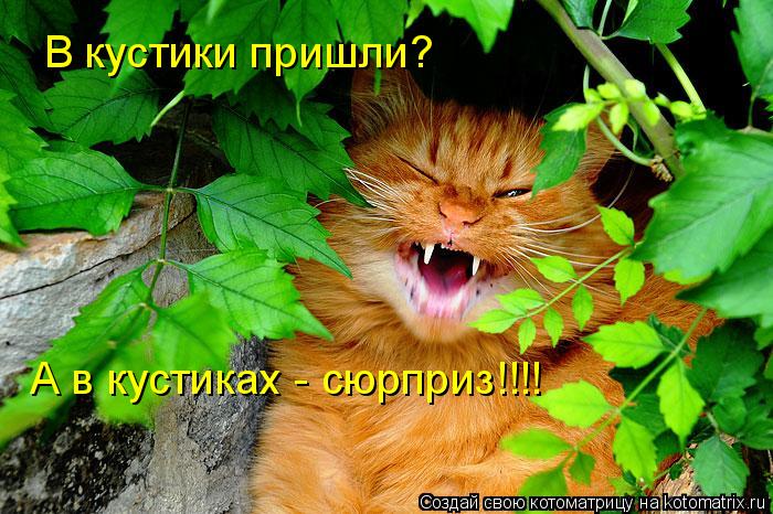 В кустики пришли? А в кустиках - сюрприз!!!!... Котоматрица: В кустики пришли? А в кустиках - сюрприз!!!!