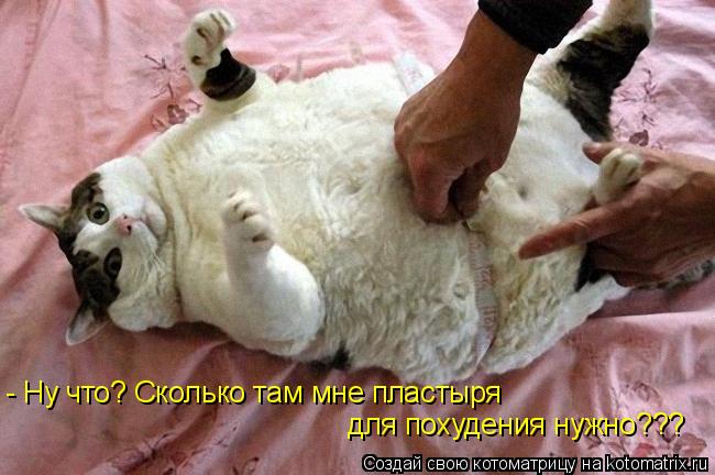 - Ну что? Сколько там мне пластыря для похудения нужно???... Котоматрица: - Ну что? Сколько там мне пластыря для похудения нужно???