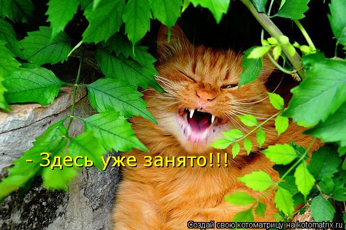 - Здесь уже занято!!!... Котоматрица: - Здесь уже занято!!!