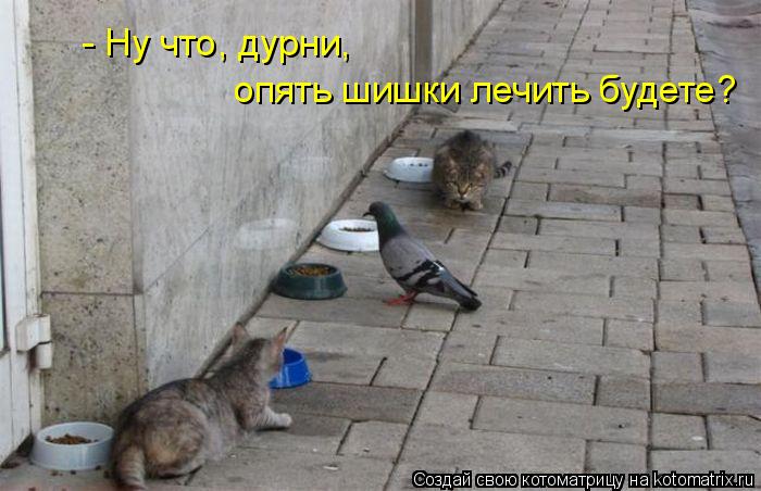 опять шишки лечить будете? - Ну что, дурни,... Котоматрица: опять шишки лечить будете? - Ну что, дурни,