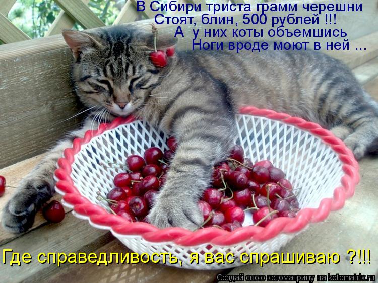 Где справедливость, я вас спрашиваю ?!!! В Сибири триста грамм черешни Стоят, блин, 500 рублей !!! А ... Котоматрица: Где справедливость, я вас спрашиваю ?!!! В Сибири триста грамм черешни Стоят, блин, 500 рублей !!! А у них коты объемшись Ноги вроде моют в ней ...