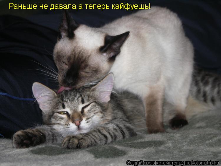 Раньше не давала,а теперь кайфуешь!... Котоматрица: Раньше не давала,а теперь кайфуешь!