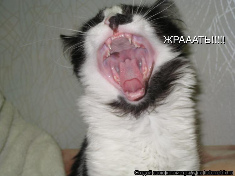 ЖРАААТЬ!!!!!... Котоматрица: ЖРАААТЬ!!!!!