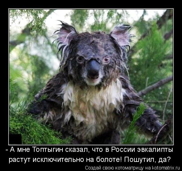 - А мне Топтыгин сказал, что в России эвкалипты растут исключительно на болоте! Пошутил, да?... Котоматрица: - А мне Топтыгин сказал, что в России эвкалипты растут исключительно на болоте! Пошутил, да?