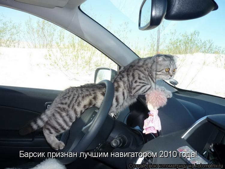 Барсик признан лучшим навигатором 2010 года!... Котоматрица: Барсик признан лучшим навигатором 2010 года!