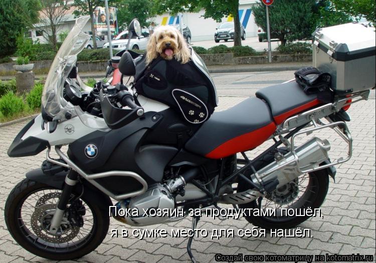 Пока хозяин за продуктами пошёл, я в сумке место для себя нашёл.... Котоматрица: Пока хозяин за продуктами пошёл, я в сумке место для себя нашёл.