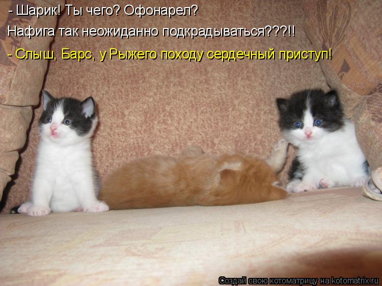 - Шарик! Ты чего? Офонарел? Нафига так неожиданно подкрадываться???!! - Слыш, Барс, у Рыжего походу ... Котоматрица: - Шарик! Ты чего? Офонарел? Нафига так неожиданно подкрадываться???!! - Слыш, Барс, у Рыжего походу сердечный приступ!