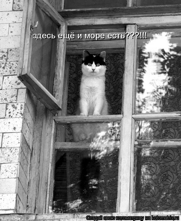 здесь ещё и море есть???!!!... Котоматрица: здесь ещё и море есть???!!!