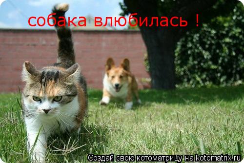собака влюбилась !... Котоматрица: собака влюбилась !