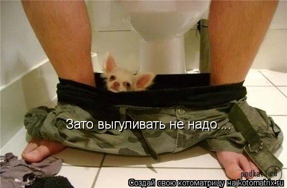 Зато выгуливать не надо....... Котоматрица: Зато выгуливать не надо....