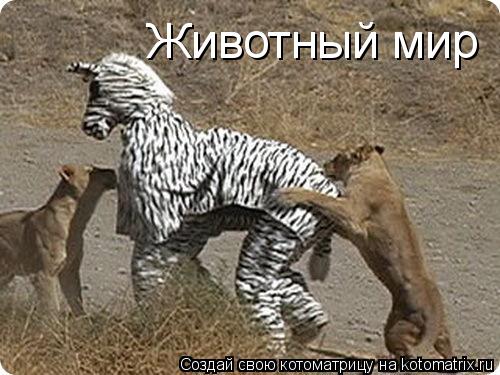 Животный мир... Котоматрица: Животный мир