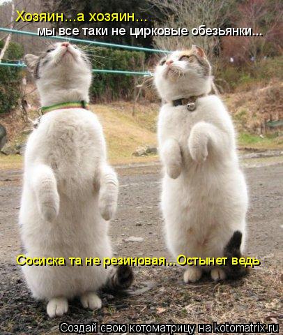 сосиска та не резиновая Хозяин...а хозяин... мы все таки не цирковые обезьянки... Сосиска та не резин... Котоматрица: сосиска та не резиновая Хозяин...а хозяин... мы все таки не цирковые обезьянки... Сосиска та не резиновая...Остынет ведь
