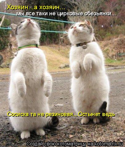 Котоматрица: сосиска та не резиновая Хозяин...а хозяин... мы все таки не цирковые обезьянки... Сосиска та не резиновая...Остынет ведь