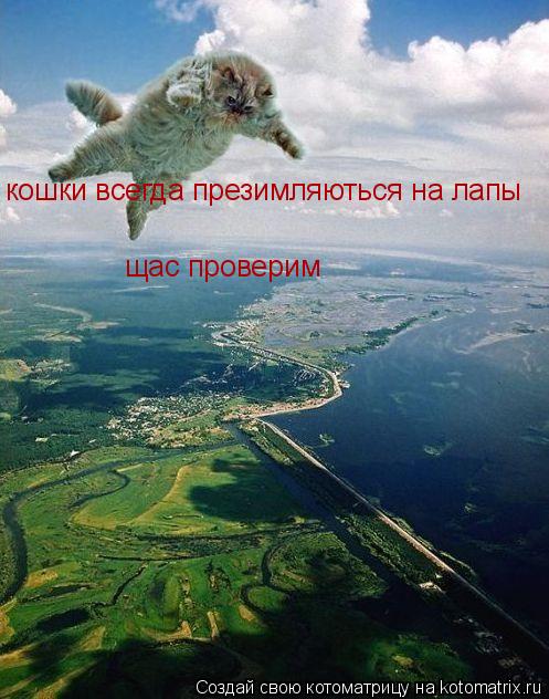 щас проверим кошки всегда презимляються на лапы... Котоматрица: щас проверим кошки всегда презимляються на лапы