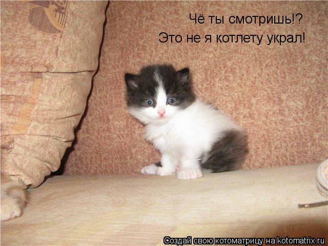 Чё ты смотришь!? Это не я котлету украл!... Котоматрица: Чё ты смотришь!? Это не я котлету украл!
