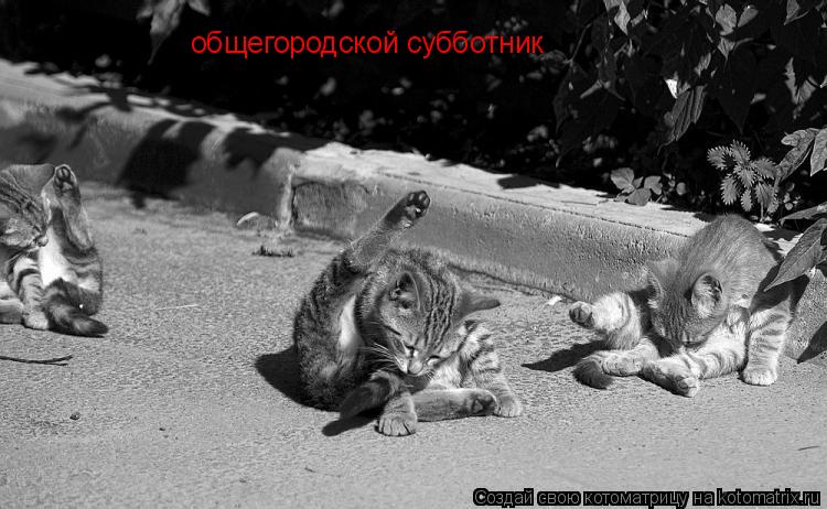 общегородской субботник... Котоматрица: общегородской субботник