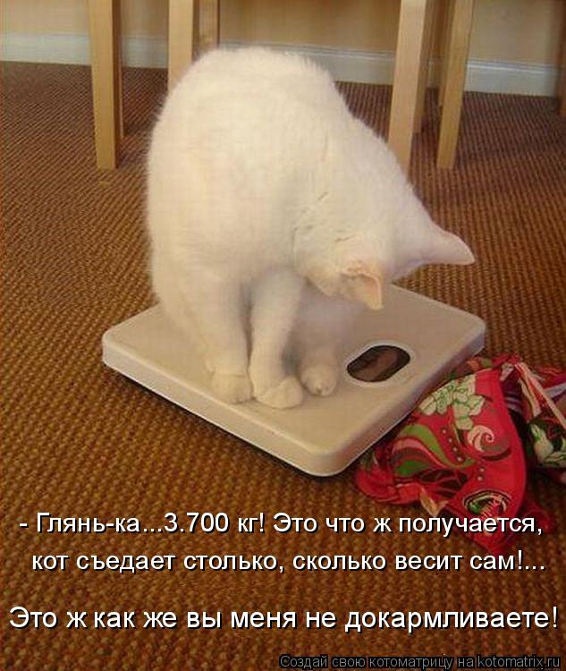 - Глянь-ка...3.700 кг! Это что ж получается, кот съедает столько, сколько весит сам!... Это ж как же ... Котоматрица: - Глянь-ка...3.700 кг! Это что ж получается, кот съедает столько, сколько весит сам!... Это ж как же вы меня не докармливаете!