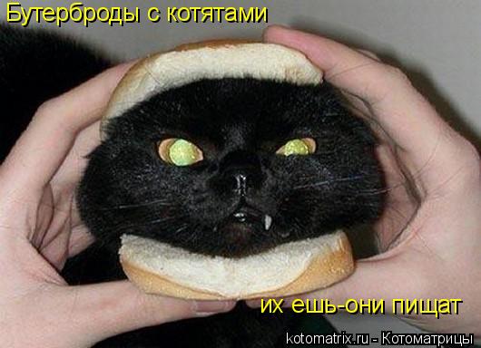 Бутерброды с котятами их ешь-они пищат... Котоматрица: Бутерброды с котятами их ешь-они пищат