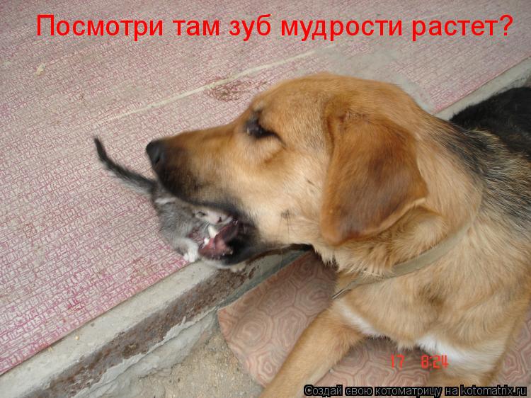 Посмотри там зуб мудрости растет?... Котоматрица: Посмотри там зуб мудрости растет?
