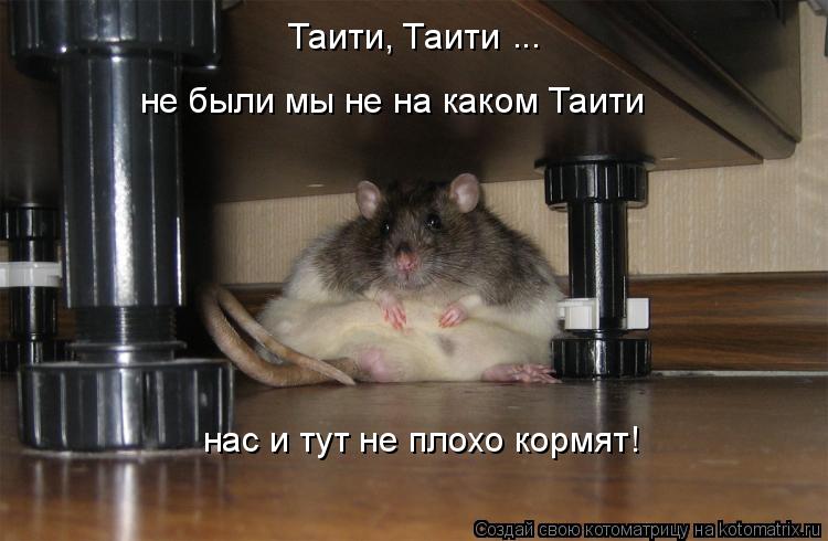 Таити, Таити ... нас и тут не плохо кормят! не были мы не на каком Таити... Котоматрица: Таити, Таити ... нас и тут не плохо кормят! не были мы не на каком Таити