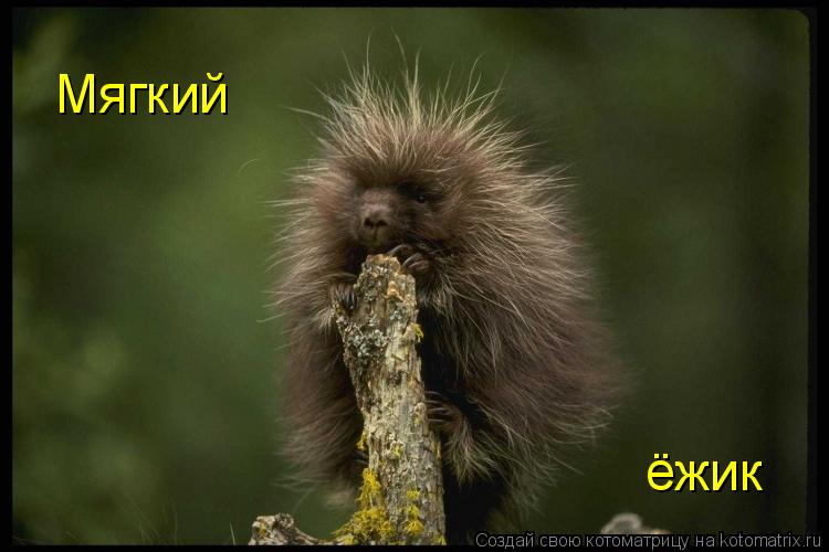 Мягкий ёжик... Котоматрица: Мягкий ёжик